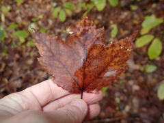 Proliferodiscus pulveraceus