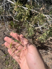 Chenopodium leptophyllum