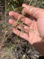 Chenopodium leptophyllum