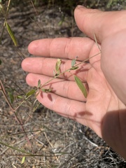 Chenopodium leptophyllum