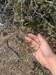 Chenopodium leptophyllum