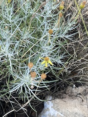 Senecio flaccidus flaccidus