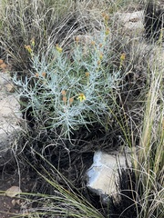 Senecio flaccidus flaccidus