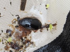 Thermonectus intermedius