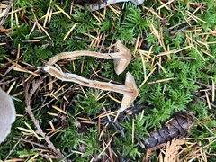 Cortinarius athabascus