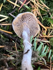 Cortinarius athabascus