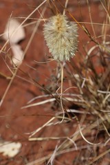 Ptilotus clementii