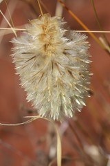 Ptilotus clementii
