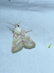 Schinia regina