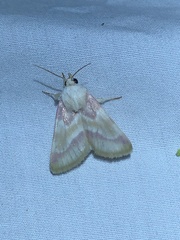 Schinia regina