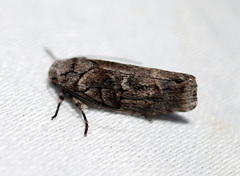 Lichenaula onychodes