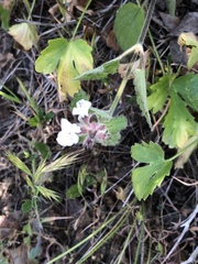 Stachys rigida quercetorum