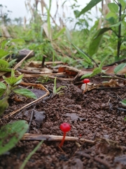 Cruentomycena viscidocruenta