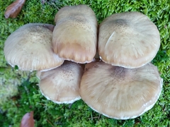 Armillaria cepistipes