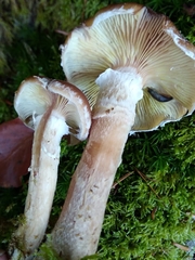 Armillaria cepistipes