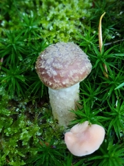 Armillaria cepistipes