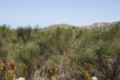 Image of Psoralea aphylla by (c) Tony Rebelo, some rights reserved (CC BY-SA)