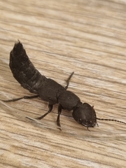Ocypus olens