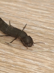 Ocypus olens