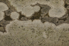 Trapelia placodioides