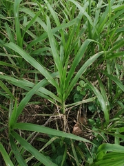 Paspalum fasciculatum