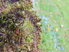 Schistidium crassipilum