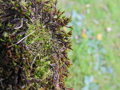 Schistidium crassipilum