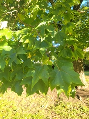 Acer saccharum