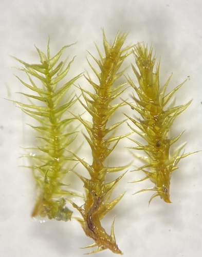 Drepanocladus polygamus