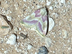 Schinia regina