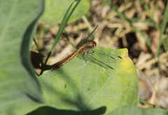 Erythrodiplax basifusca