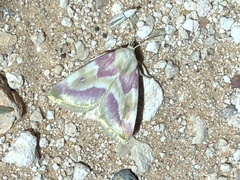 Schinia regina