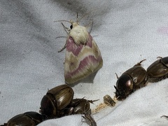 Schinia regina