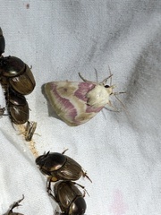 Schinia regina
