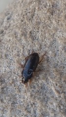Coleoptera