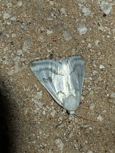 Schinia reniformis photo 2