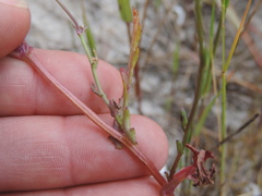 Bromus pectinatus