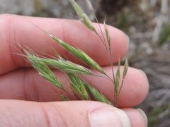 Bromus pectinatus