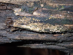 Parachnopeziza miniopsis