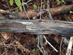 Parachnopeziza miniopsis