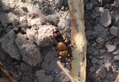 Dasymutilla snoworum