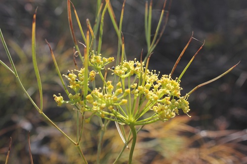 Peucedanum officinale L.