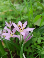 Colchicum cupanii glossophyllum