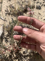 Eriogonum microtheca simpsonii