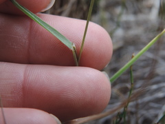 Bromus pectinatus