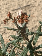 Eriogonum microtheca simpsonii