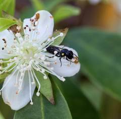 Amphylaeus obscuriceps