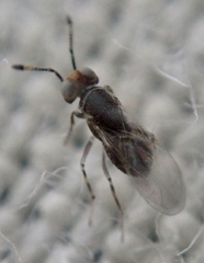 Encyrtinae