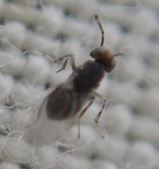 Encyrtinae