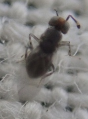 Encyrtinae
